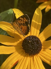 Phyciodes tharos