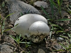 Lycoperdon utriforme