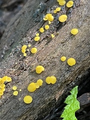Calycina