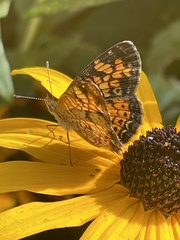 Phyciodes tharos