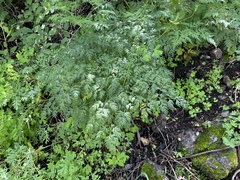 Ligusticum porteri