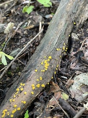 Calycina