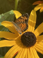 Phyciodes tharos