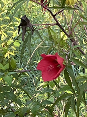 Hibiscus coccineus