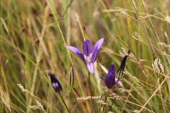 Brodiaea coronaria
