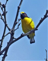 Euphonia chlorotica