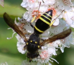 Ancistrocerus antilope
