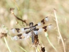 Libellula forensis