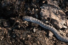Coluber constrictor