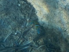 Thalassoma pavo