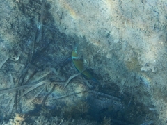 Thalassoma pavo