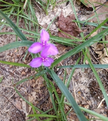 Tradescantia ohiensis
