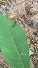 Camponotus americanus