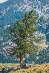 Pinaceae