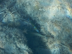 Thalassoma pavo