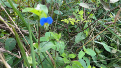 Commelina communis