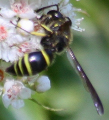 Ancistrocerus antilope