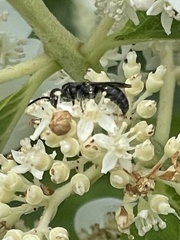Pompiloidea