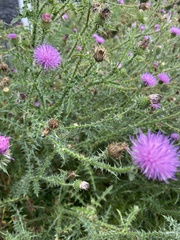 Carduus acanthoides