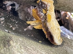 Hypomyces