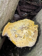 Hypomyces