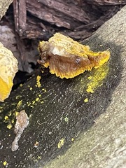 Hypomyces