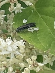 Pompiloidea