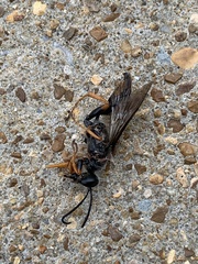 Sphex nudus