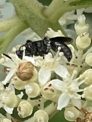 Pompiloidea