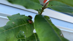 Labidomera clivicollis