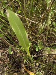 Picris hieracioides