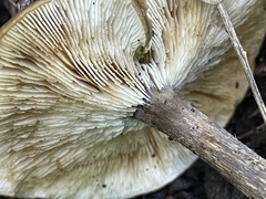 Melanoleuca