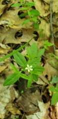Moehringia lateriflora