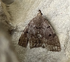 Zanclognatha dentata