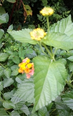 Lantana camara