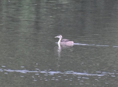 Podiceps cristatus