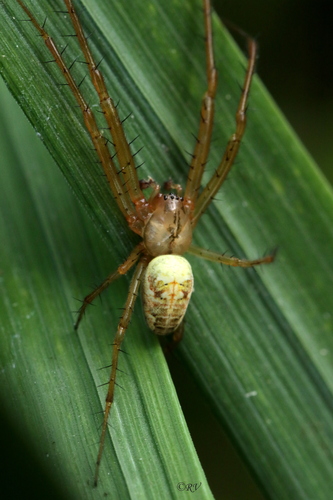 Eurasian Armoured Long-jawed Spider