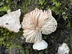 Entolomataceae