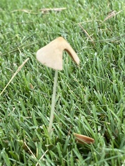 Conocybe apala