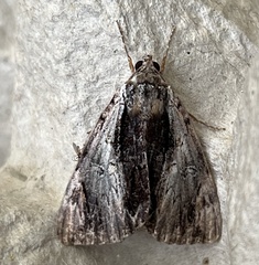 Catocala ultronia