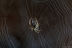 Araneus cavaticus