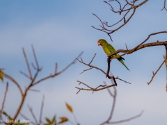 Eupsittula canicularis