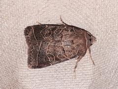Orthodes majuscula
