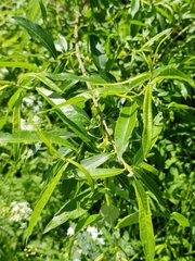 Salix gmelinii