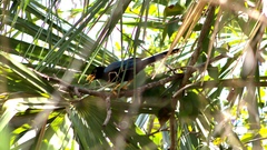 Cyanocorax yucatanicus