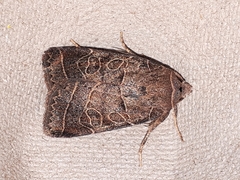Orthodes majuscula