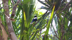Cyanocorax yucatanicus