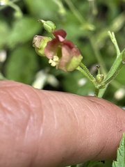 Scrophularia parviflora