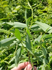 Salix gmelinii