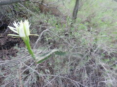 Acanthocereus tetragonus